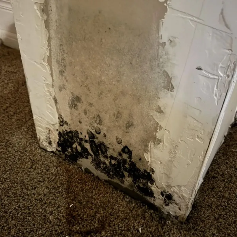 Professional Mold Removal in Warren County, OH